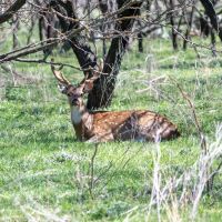 Colorado River land for sale - Bend TX images 2
