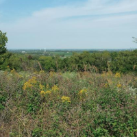 Ferguson-Herold CA 175 Acres for Deer & Dove Hunting in Lafayette, MO images 4