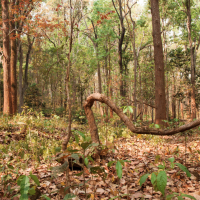 Ferguson-Herold CA 175 Acres for Deer & Dove Hunting in Lafayette, MO images 1