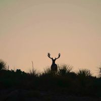 Apache 7 Hearts Ranch images 2