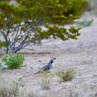 Apache 7 Hearts Ranch images 5