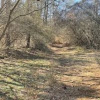 412 Acres in Rankin County on Woodrow Martin Road in Brandon MS images 2