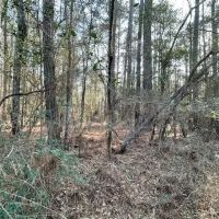 412 Acres in Rankin County on Woodrow Martin Road in Brandon MS images 4