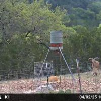 5,000 acres free range exotic hunts