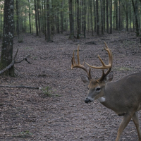 Bottom deer photo