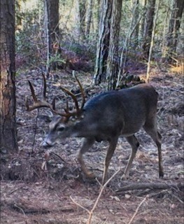 Buck 1 featured image
