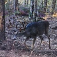 BWC MLD East Texas deer lease