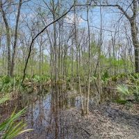 Small Hunting Property in Concordia Parish images 2