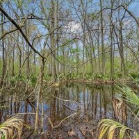 Small Hunting Property in Concordia Parish images 3
