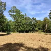 Tombigbee River Upper State Game Sanctuary Tract images 2