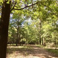 Tombigbee River Upper State Game Sanctuary Tract images 5