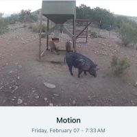 Canyons with rough terrain for Turkey, Hog, Fishing, & Varmint weekend lease with lodging