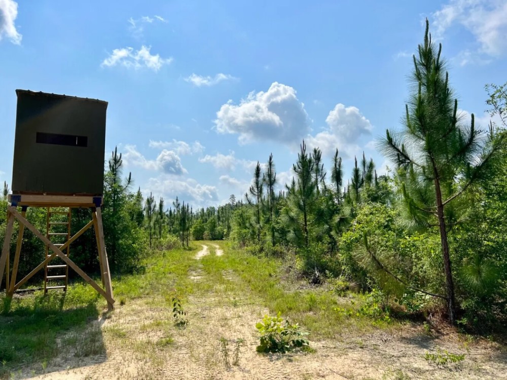 Gulfcrest Road Longleaf Timber and Hunting Investment featured image