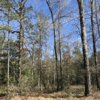 Gulfcrest Road Longleaf Timber and Hunting Investment images 2
