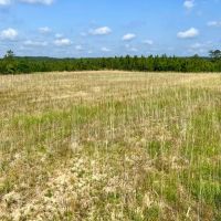 Gulfcrest Road Longleaf Timber and Hunting Investment images 3