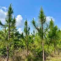 Gulfcrest Road Longleaf Timber and Hunting Investment images 4