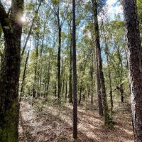 Daphne Belforest Fish River Development Tract images 3