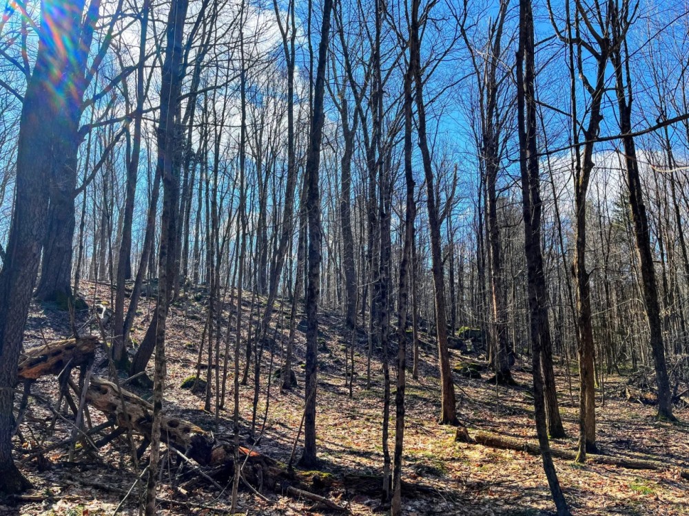 13 acres Upstate NY Hunting Land Pitcairn NY featured image