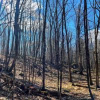 13 acres Upstate NY Hunting Land Pitcairn NY images 1