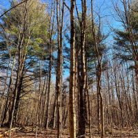 13 acres Upstate NY Hunting Land Pitcairn NY images 2