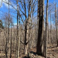 13 acres Upstate NY Hunting Land Pitcairn NY images 3