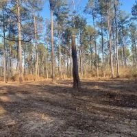10 acres Walthall Co images 2