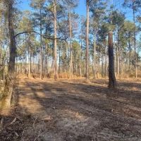 10 acres Walthall Co images 3