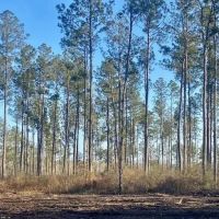 10 acres Walthall Co images 5