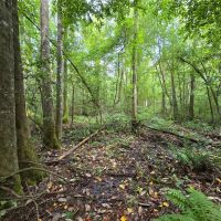 Diverse Property - Just Outside of Edison GA images 2