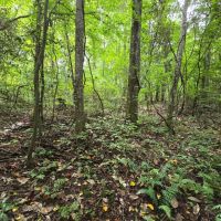 Diverse Property - Just Outside of Edison GA images 3