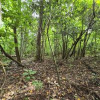 Diverse Property - Just Outside of Edison GA images 4