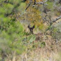 4632 Onion Creek Road images 5