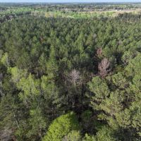9.1 Acres Pickens in County AL images 5