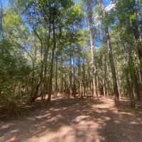 5.57 acres in Salem School District-Walthall County MS images 4