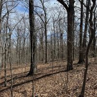 80 Acres in Texas County Missouri images 2