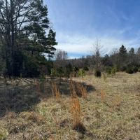 80 Acres in Texas County Missouri images 3