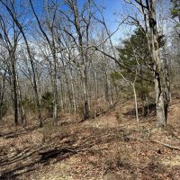 80 Acres in Texas County Missouri images 4