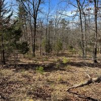 80 Acres in Texas County Missouri images 5