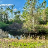 10 Acres in Wilcox County GA images 2