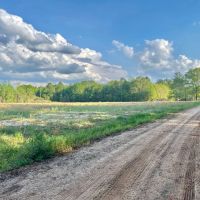 10 Acres in Wilcox County GA images 3