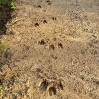 10 Acres in Wilcox County GA images 4