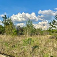 10 Acres in Wilcox County GA images 5