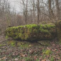 150 Acres with 3 Homes in Putnam County TN images 4