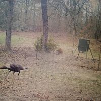 Livin On Spring Turkey Time Property Pushmataha County OK 160 AC