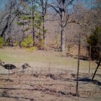 Livin On Spring Turkey Time Property Pushmataha County OK 160 AC images 2