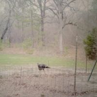 Livin On Spring Turkey Time Property Pushmataha County OK 160 AC images 3