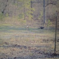 Livin On Spring Turkey Time Property Pushmataha County OK 160 AC images 4