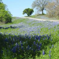 100 Acres Outside Lampasas on Naruna Road images 5