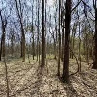 24 Acres in Sunflower County in Ruleville MS images 4