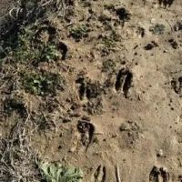 71 Acres in Sunflower County in Ruleville MS images 3
